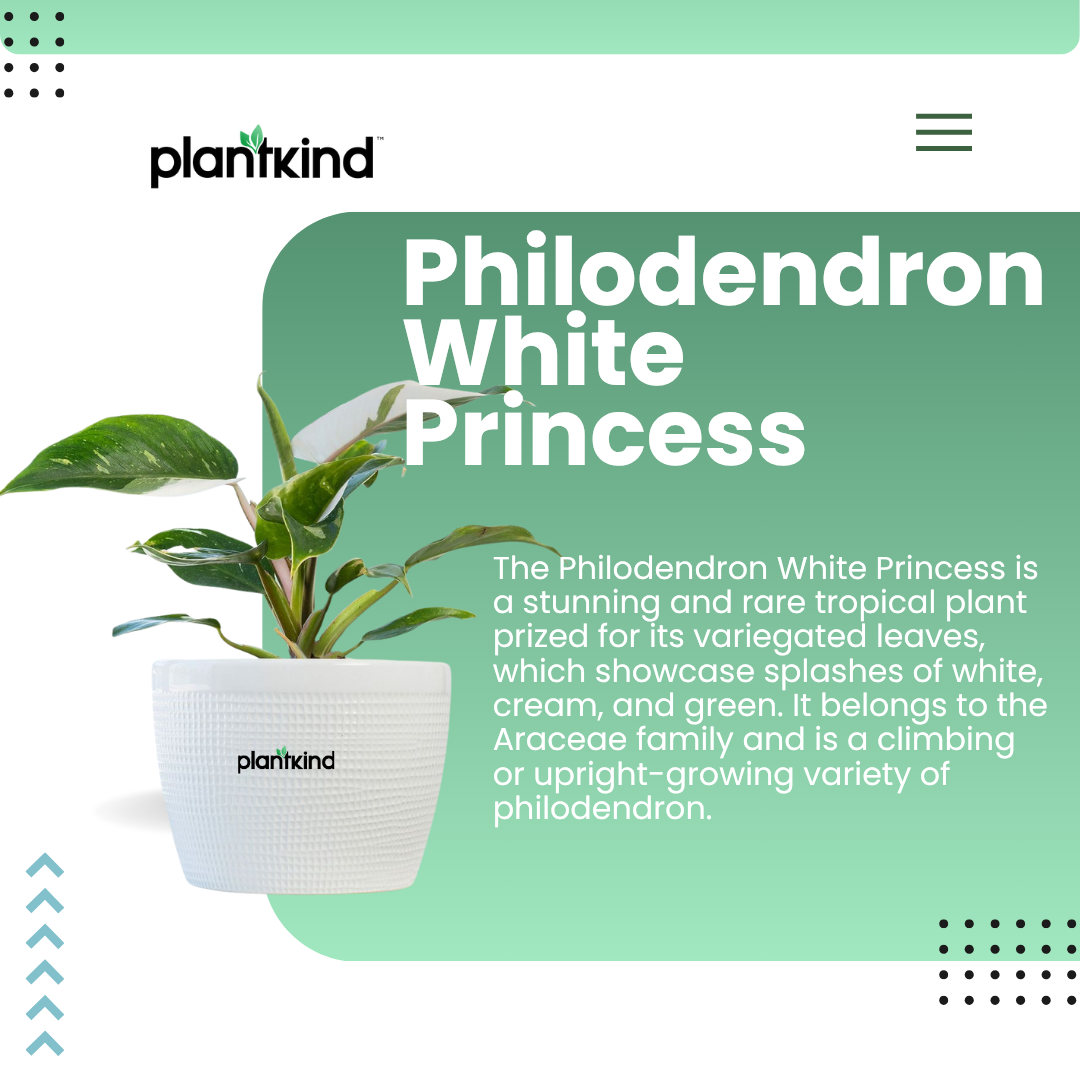 Philodendron White Princess | Climbing | Indoor ornamental plant | Pack of 1