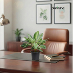 Aglaonema Butterfly Plant  |  Indoor Plant | 1 Live Plant | Medium