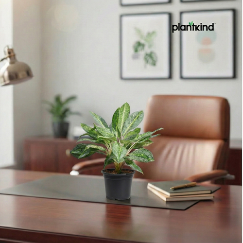 Aglaonema Butterfly Plant  |  Indoor Plant | 1 Live Plant | Medium