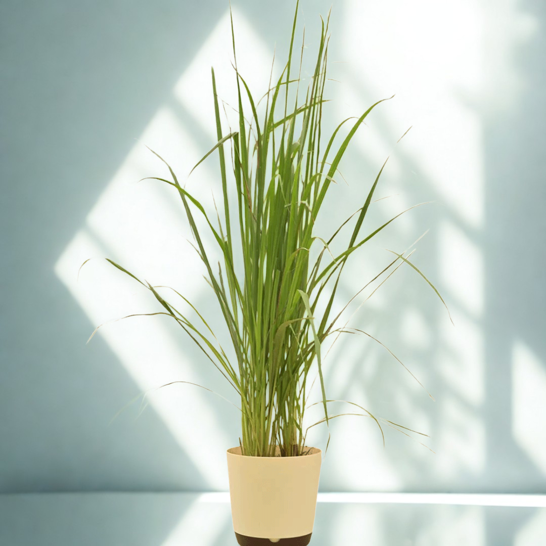 Lemon Grass | Evergreen perennial herb | Pack of 1