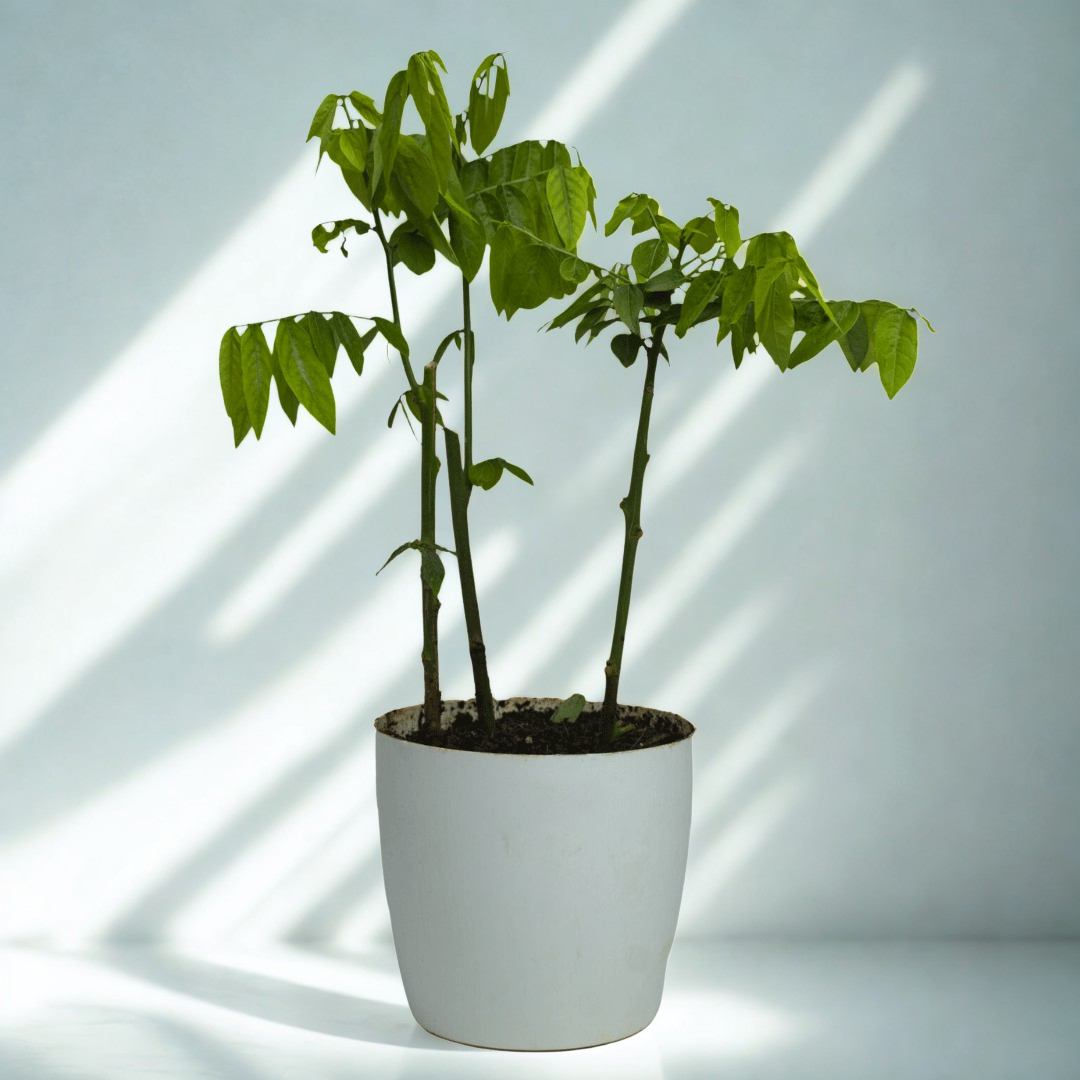 Multivitamin Plant | Medicinal And Aromatic Plant | Immunity Booster | 1 Live Plant