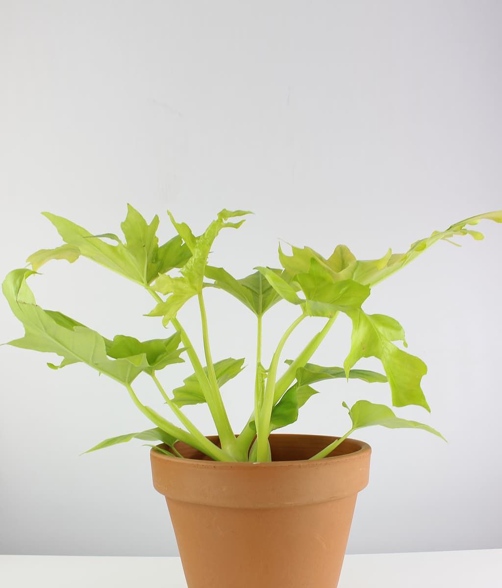Philodendron Selloum Golden Plant | Flowering Plant |  1 Live Plant