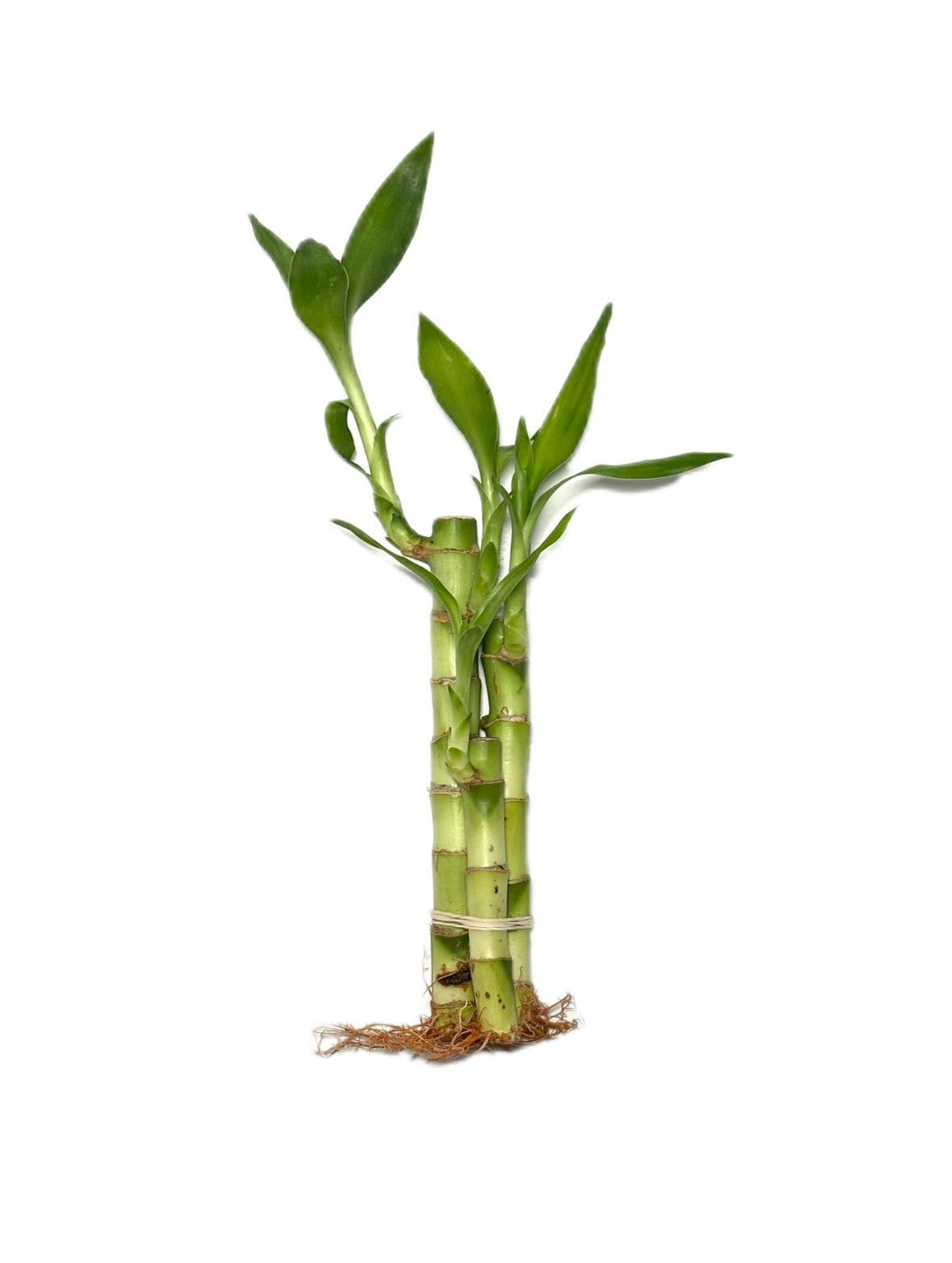 Lucky Bamboo Plant - 3 Layer | Indoor Plants | Low- Maintenance Plant | Pack Of 1