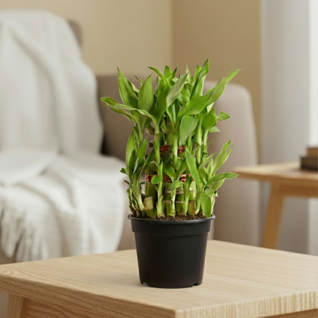 Lucky Bamboo Plant | 2 Layer – Bring Prosperity & Positive Vibes Home | Pack of 1 with Grow Pot