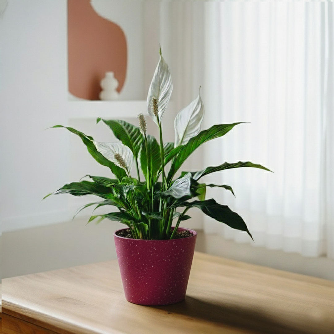 Peace Lily Plant | Indoor Plant | Air Purifier Plant |1 Live Plant with Grow Pot