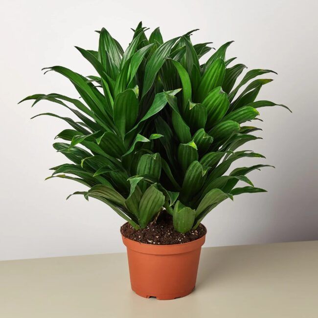 Dracaena Compacta Plant | Indoor Ornamental Plant | 1 Live Plant