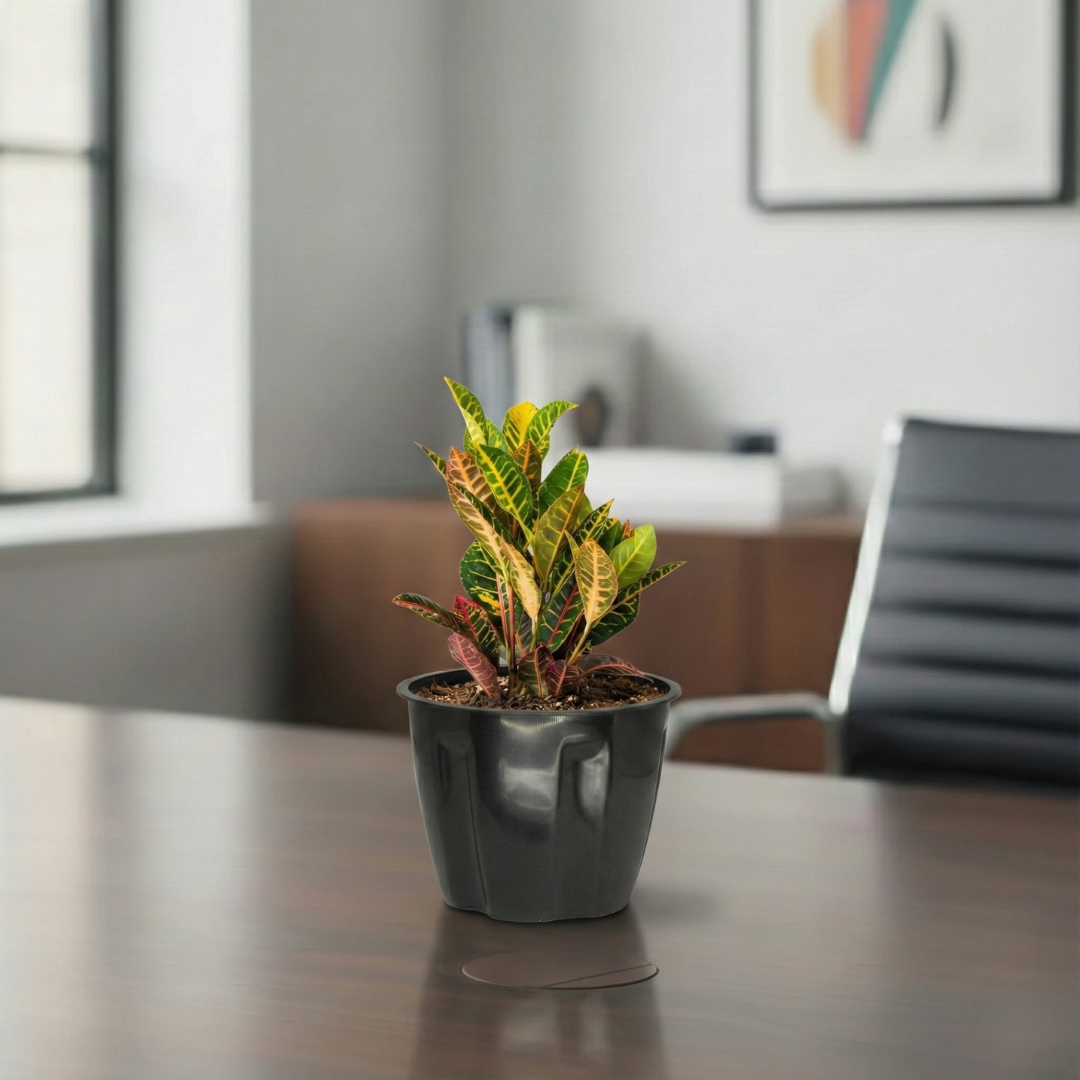 Croton Petra | Indoor Plant | 1 Live Plant