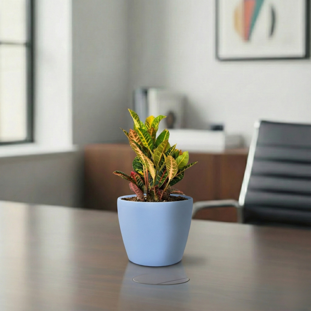 Croton Petra | Indoor Plant | 1 Live Plant