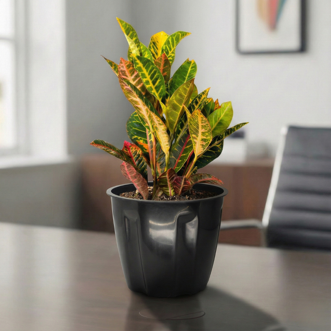 Croton Petra | Indoor Plant | 1 Live Plant