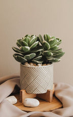 Crassula Ovata Variegated | Indoor Plant | 1 Live Plant