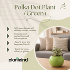Polka Dot Plant (Green)| Foliage Plant | 1 Live Plant | Small