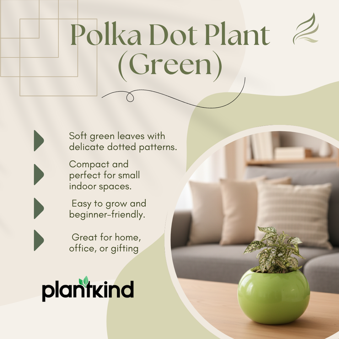 Polka Dot Plant (Green)| Foliage Plant | 1 Live Plant | Small
