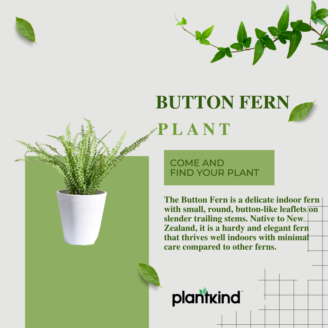 Button Fern Plant | Fern Plant | Indoor Plant | Pack of 1 | Medium