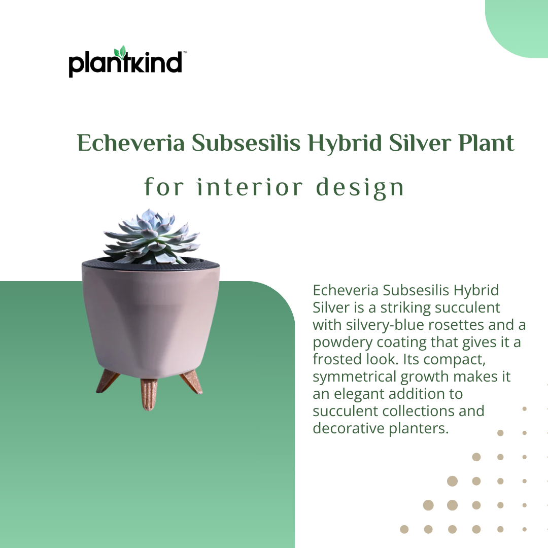 Echeveria Subsesilis Hybrid Silver Plant | Succulent Plant | Indoor Plant | Pack Of 1