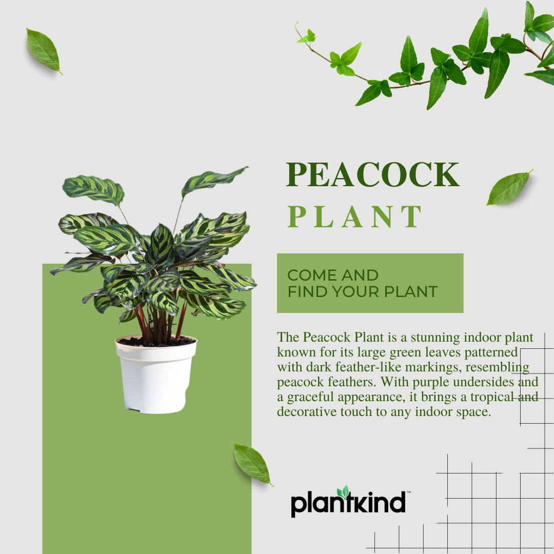 Peacock Plant | Indoor Ornamental Plant | 1 live Plant