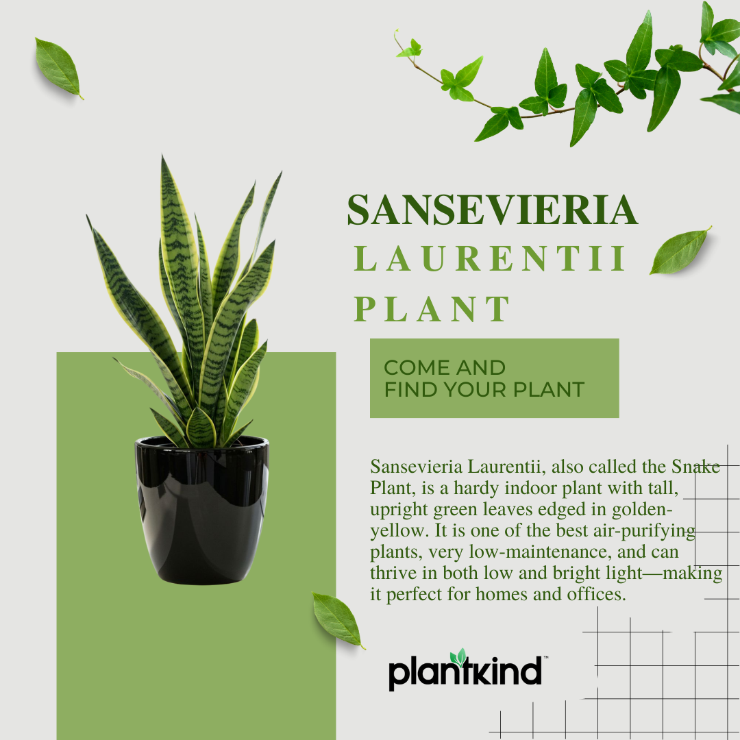 Sansevieria Laurentii Plant - XL Live Plant
