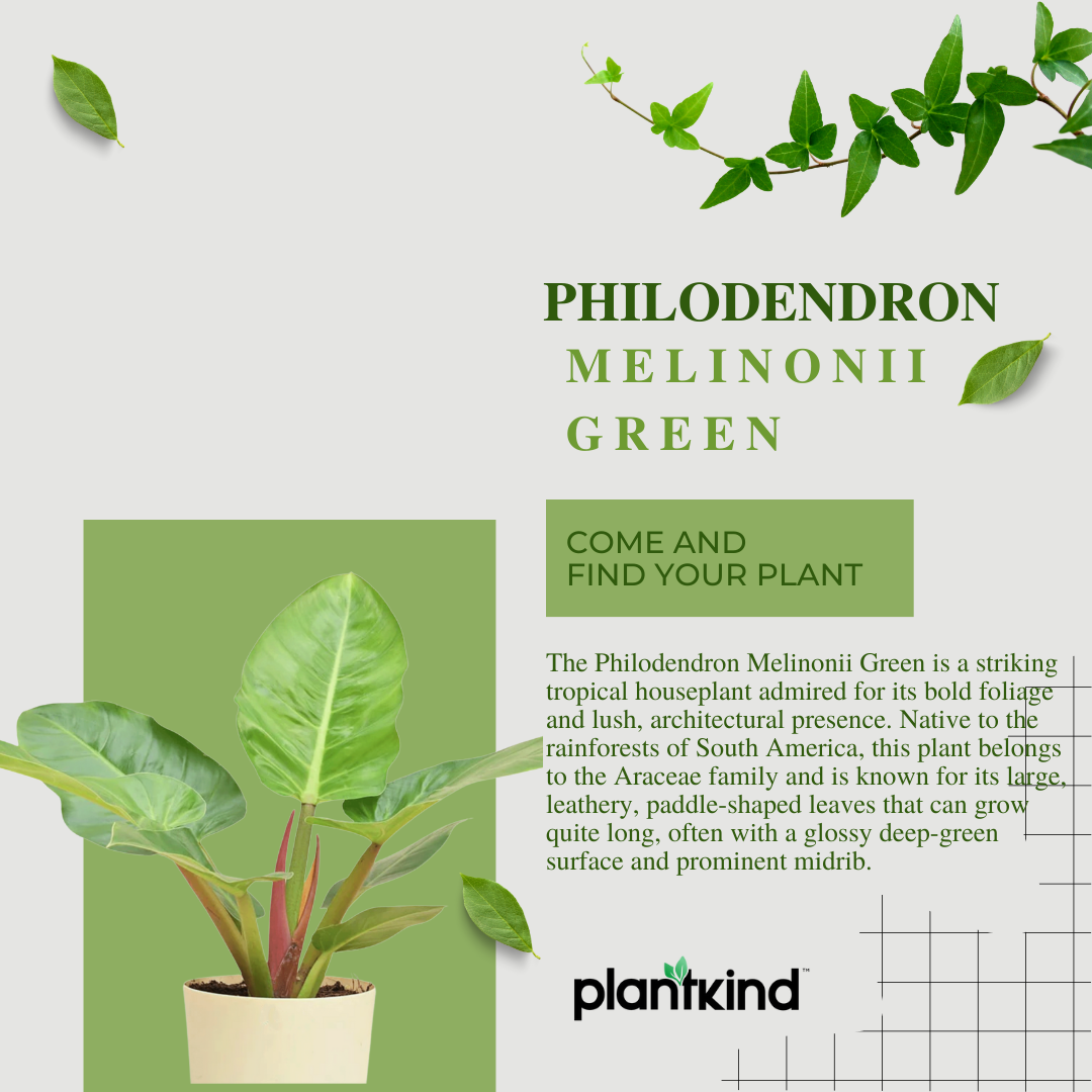 Philodendron Melinonii Golden - Large