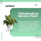 Philodendron Micans Plant