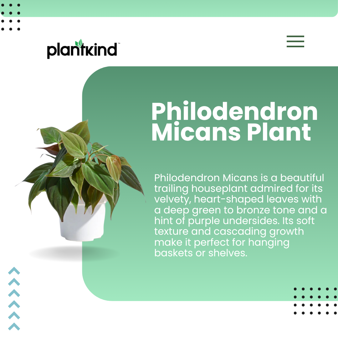 Philodendron Micans Plant