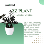 ZZ Black Plant | Zamioculcas zamiifolia ‘Raven’ | Raven ZZ Plant| Indoor Plant | Pack Of 1