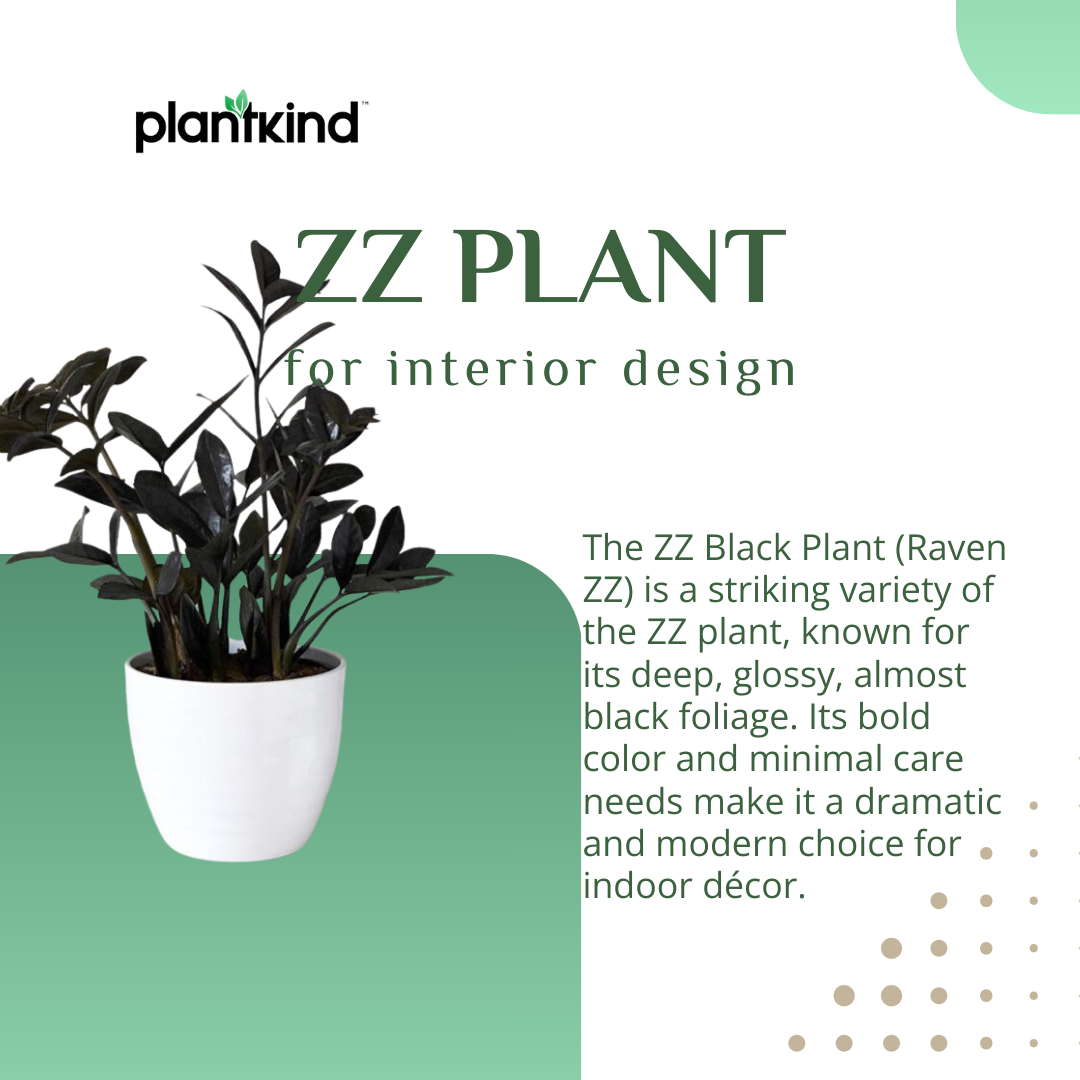 ZZ Black Plant | Zamioculcas zamiifolia ‘Raven’ | Raven ZZ Plant| Indoor Plant | Pack Of 1