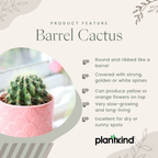 Barrel Cactus Plant | Indoor Plant | Pack Of 1
