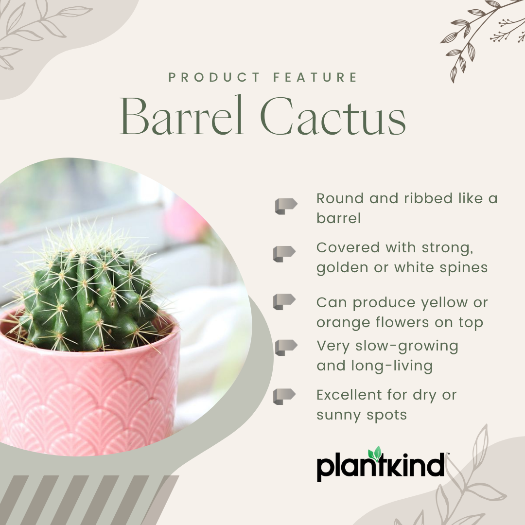 Barrel Cactus Plant | Indoor Plant | Pack Of 1