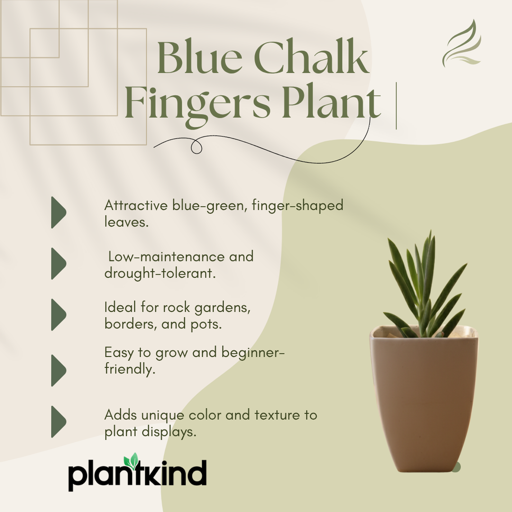 Blue Chalk Fingers Plant | Succulent Plant | Indoor Plant | 1 Live Plant