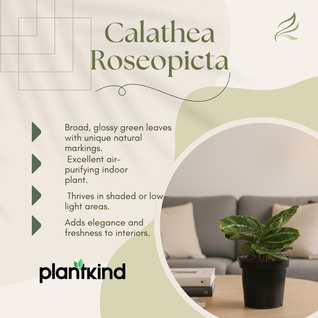 Calathea Roseopicta Green Plant |  Ornamental Plant | 1 Live Plant | Medium