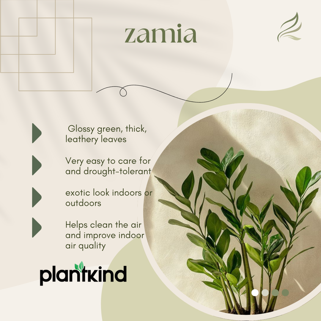 Zamia Plant| Natural Live Indoor Plant | Plant for Hall | Low Maintenance  Plant Pack Of 1