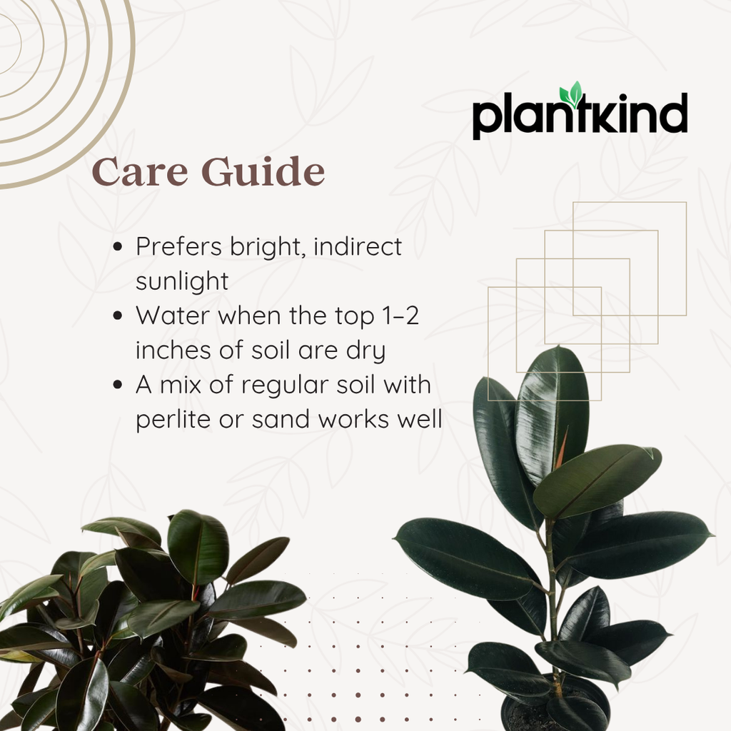 Rubber Plant| N-Black Rubber Plant | Plant for Indoor and outdoor | 1 Live Plant | XL