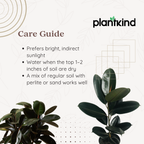 Rubber Plant| N-Black Rubber Plant | Plant for Indoor and outdoor | 1 Live Plant | XL