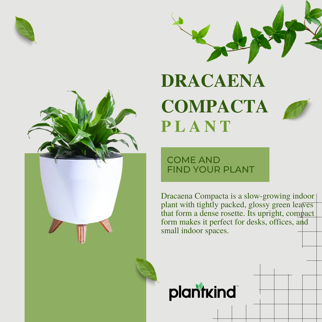Dracaena Compacta Plant | Indoor Ornamental Plant | 1 Live Plant