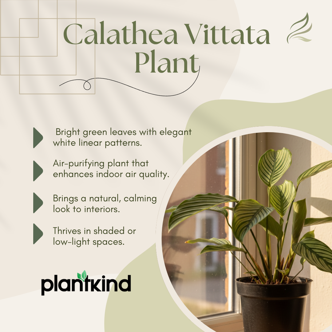 Calathea Vittata Plant | Indoor Plant | 1 Live Plant | Medium