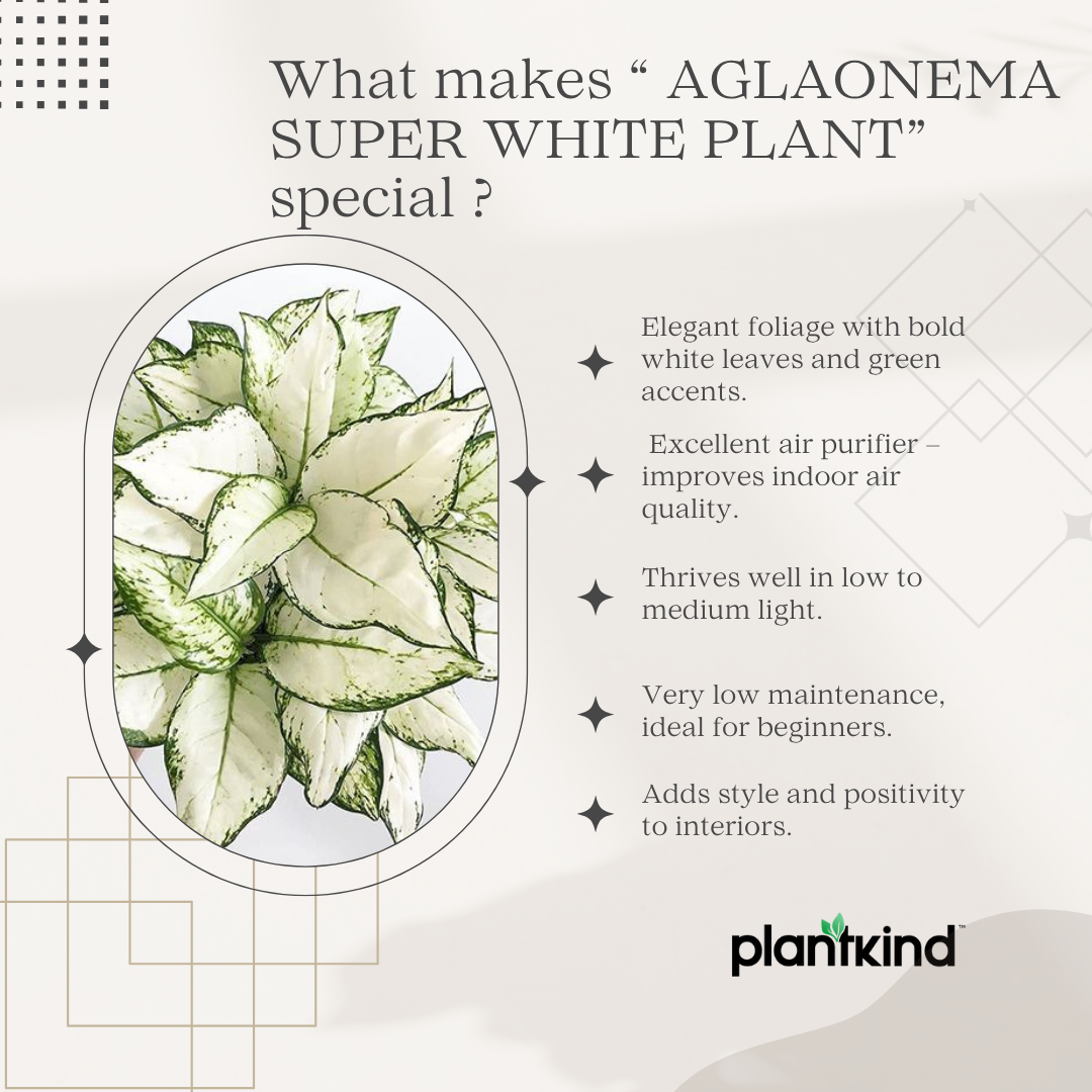 Aglaonema Super White Plant | Indoor Foliage Plant | 1 Live Plant|Small
