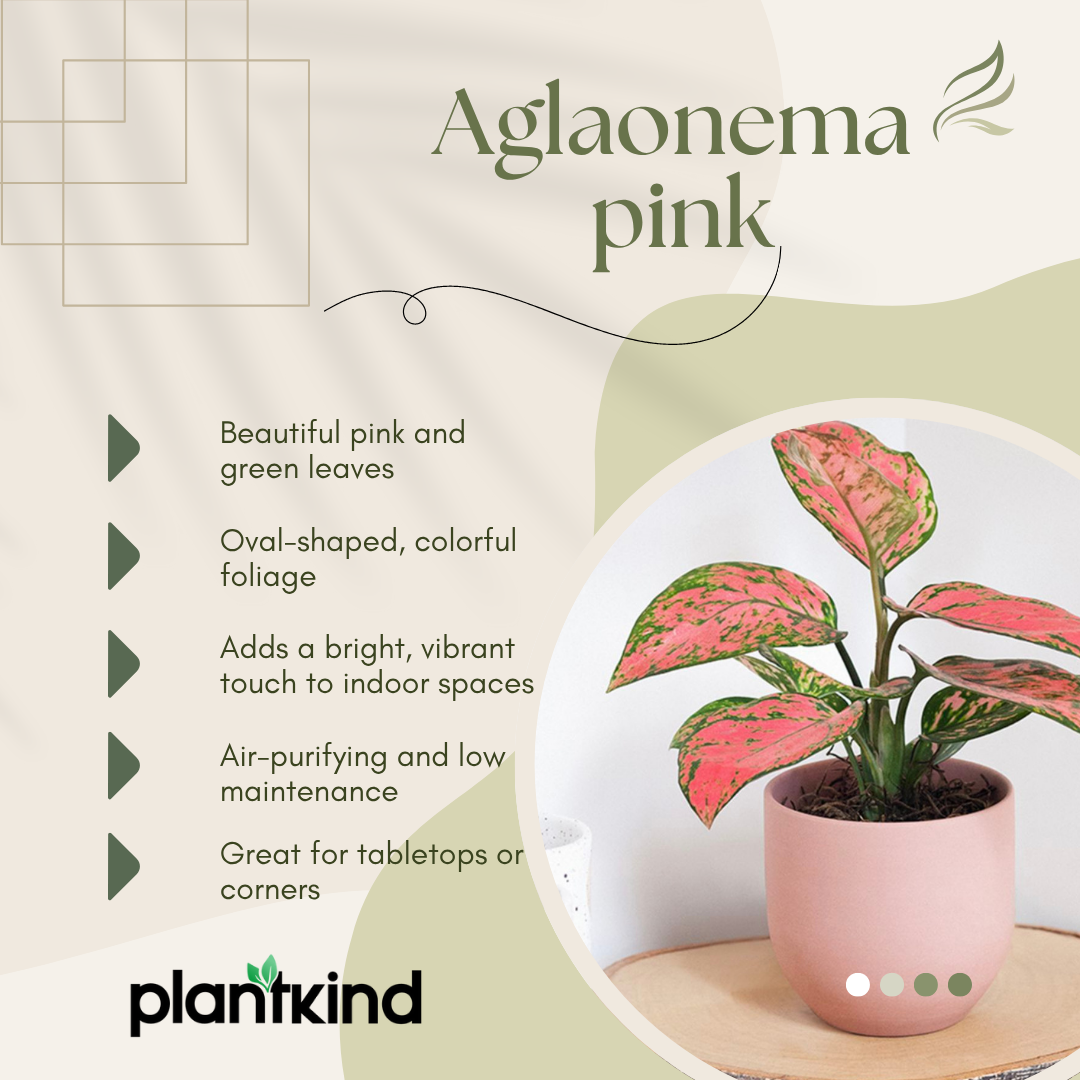 Aglaonema Pink Plant | Indoor Plant | Good Luck Plant | Pack of 1