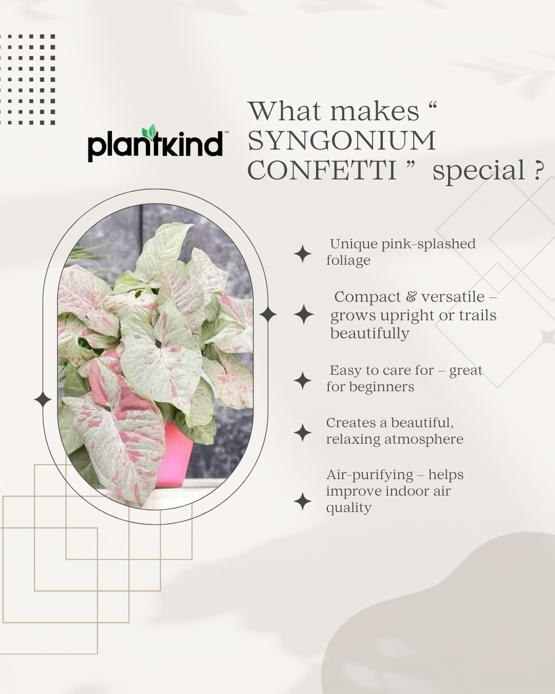 Syngonium Confetti Live Plant | Indoor Plant | Outdoor Plant | Cheerful and decorative touch to any space