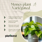 Money Plant Variegated | Lush Luck Money Plant |Indoor Plants|  1 Live Plant | Small