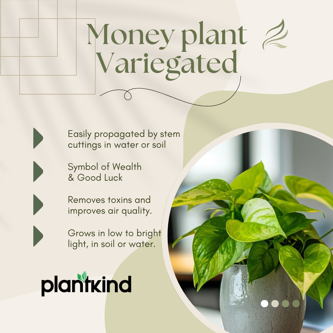 Money Plant Variegated | Lush Luck Money Plant |Indoor Plants|  1 Live Plant | Small