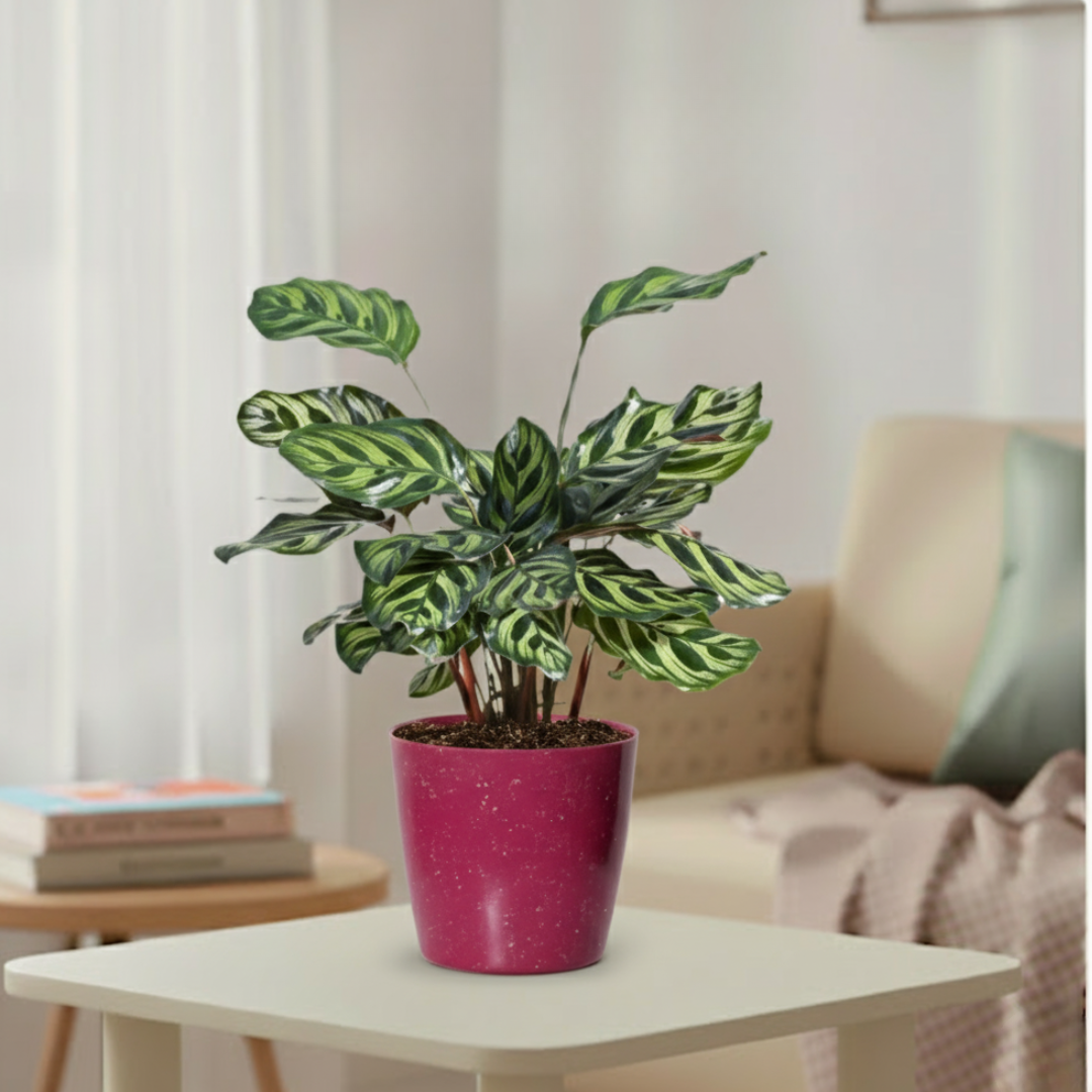 Peacock Plant | Indoor Ornamental Plant | 1 live Plant | Small