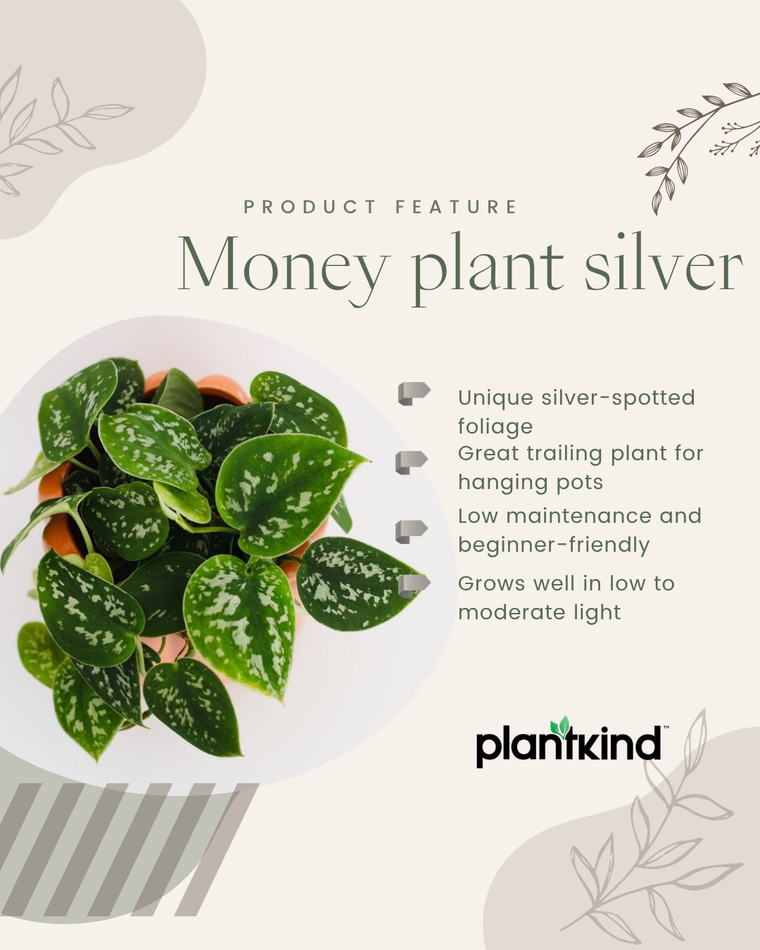 Money Plant  |Silver Pothos Live Plant |Indoor Plants