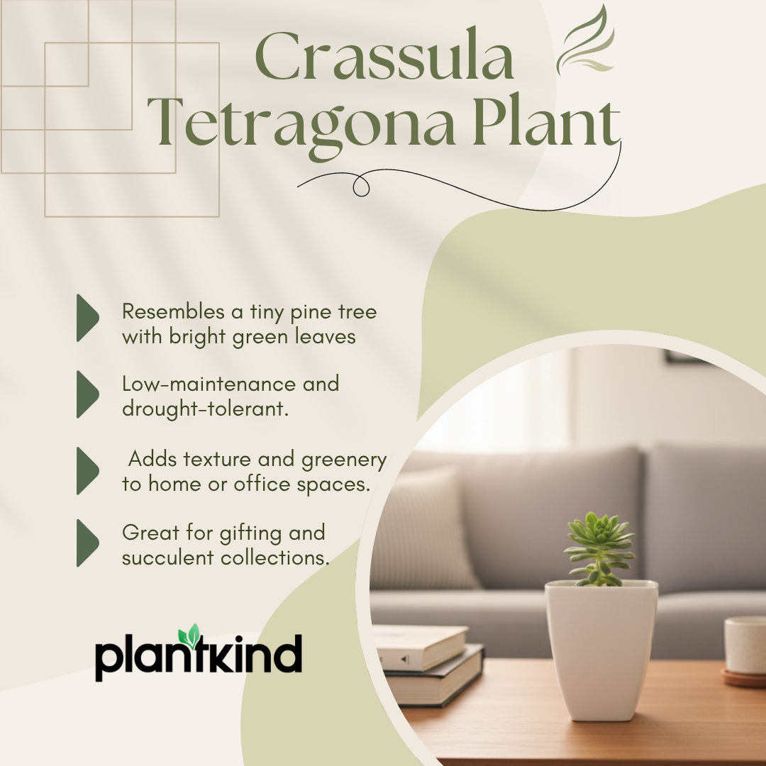 Crassula Tetragona Plant | Succulent Plant | 1 Live Plant