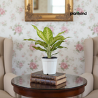 Aglaonema Snow White| Indoor Plant| 1 Live Plant | Small