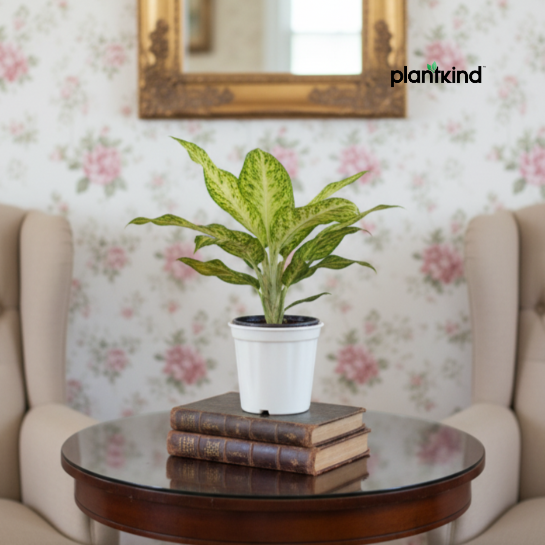 Aglaonema Snow White| Indoor Plant| 1 Live Plant | Small