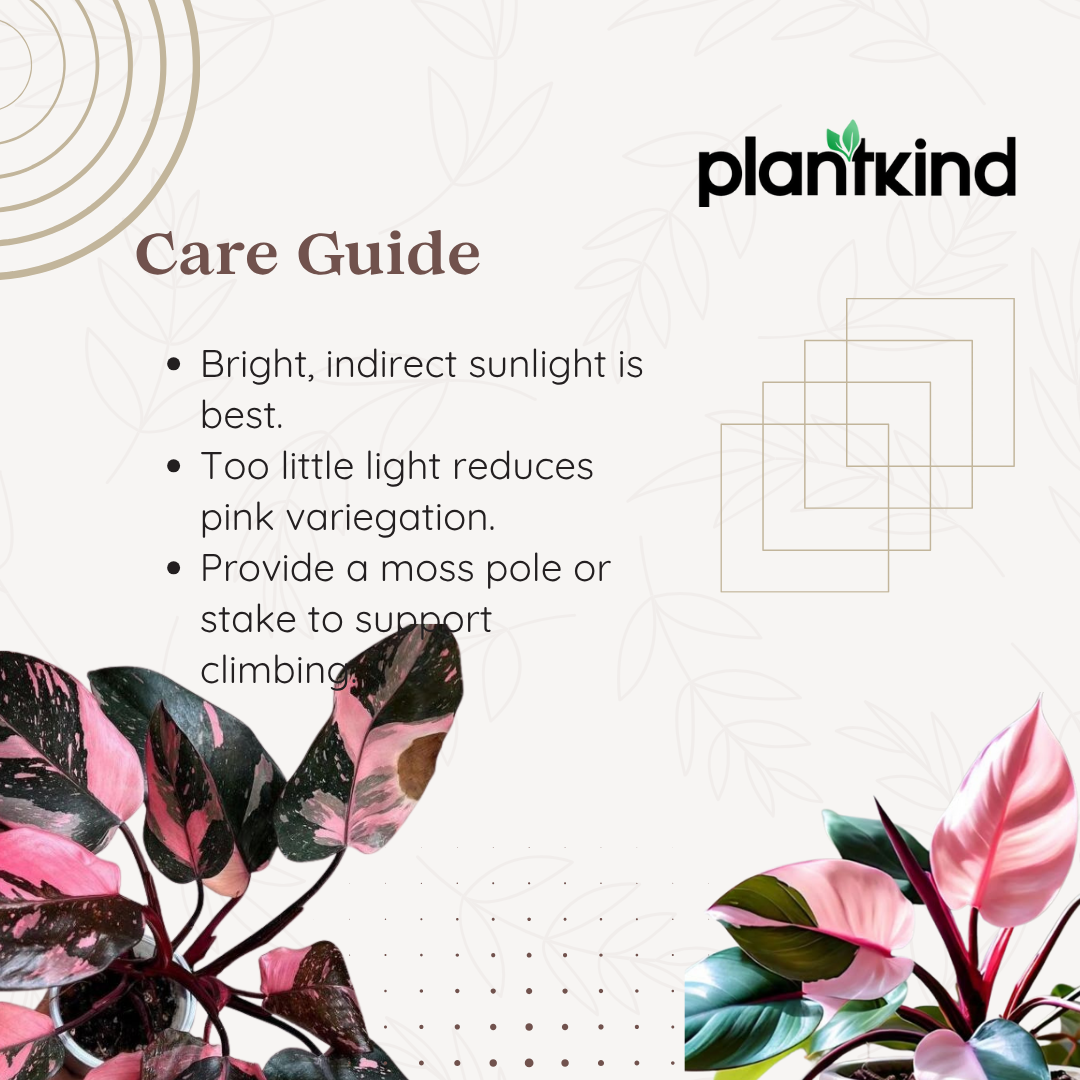 Philodendron Pink Princess| Pink Leaf Plant | Indoor Plants Pack Of 1