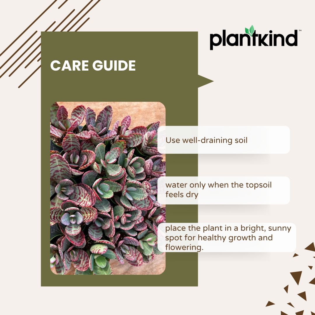 Kalanchoe Succulent Plant | Indoor Plant | Succulent Plant | 1 Live Plant