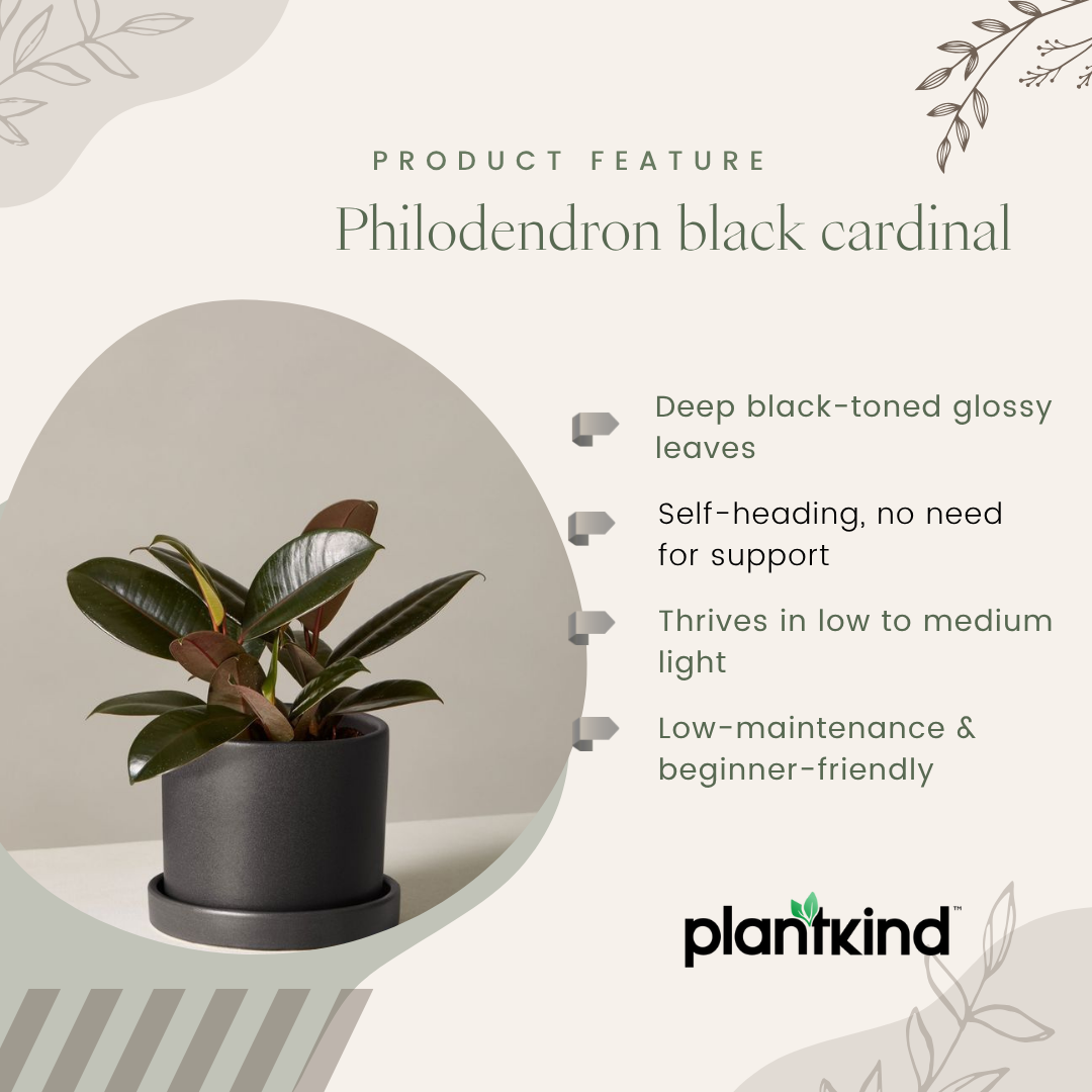 Philodendron Black Cardinal |l Live Indoor Plants |Low  Maintenance Plant Pack of 1