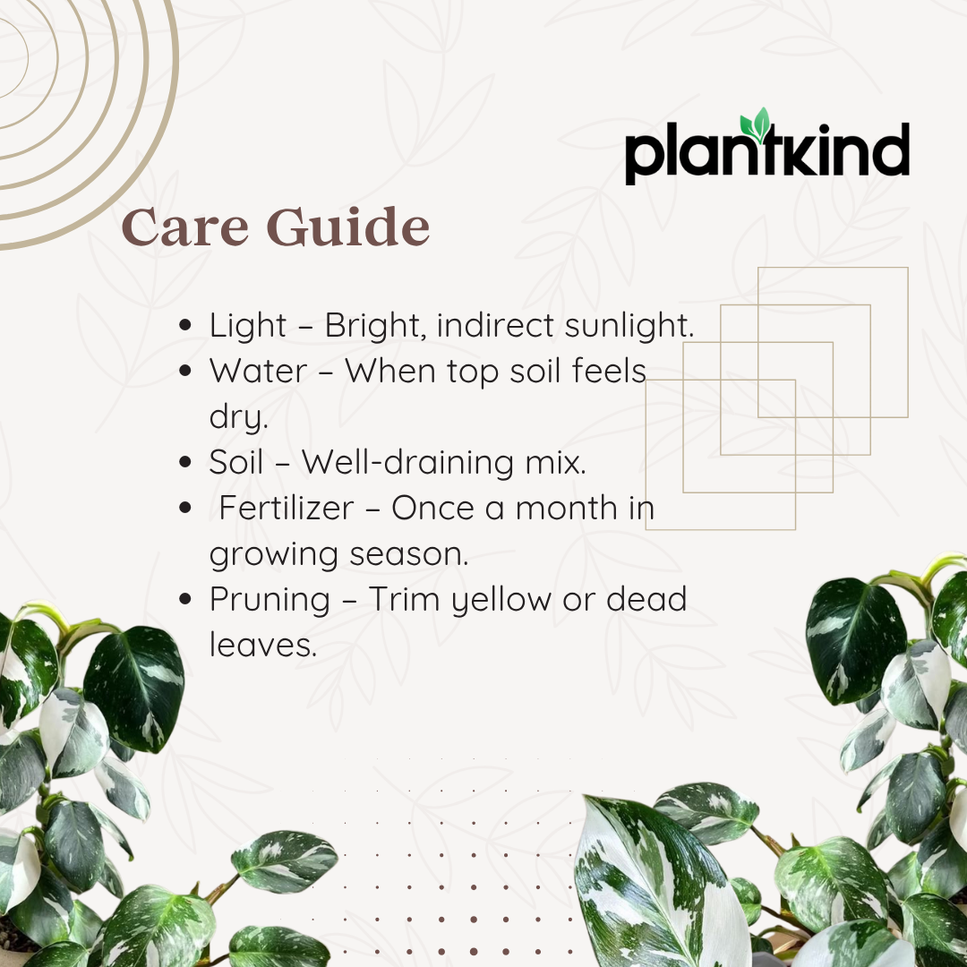 Philodendron White Princess | Climbing | Indoor ornamental plant | Pack of 1
