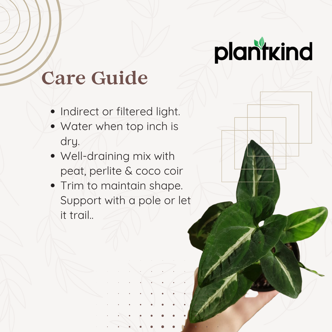 Syngonium Wendlandii| Indoor |outdoor Plants Pack of 1
