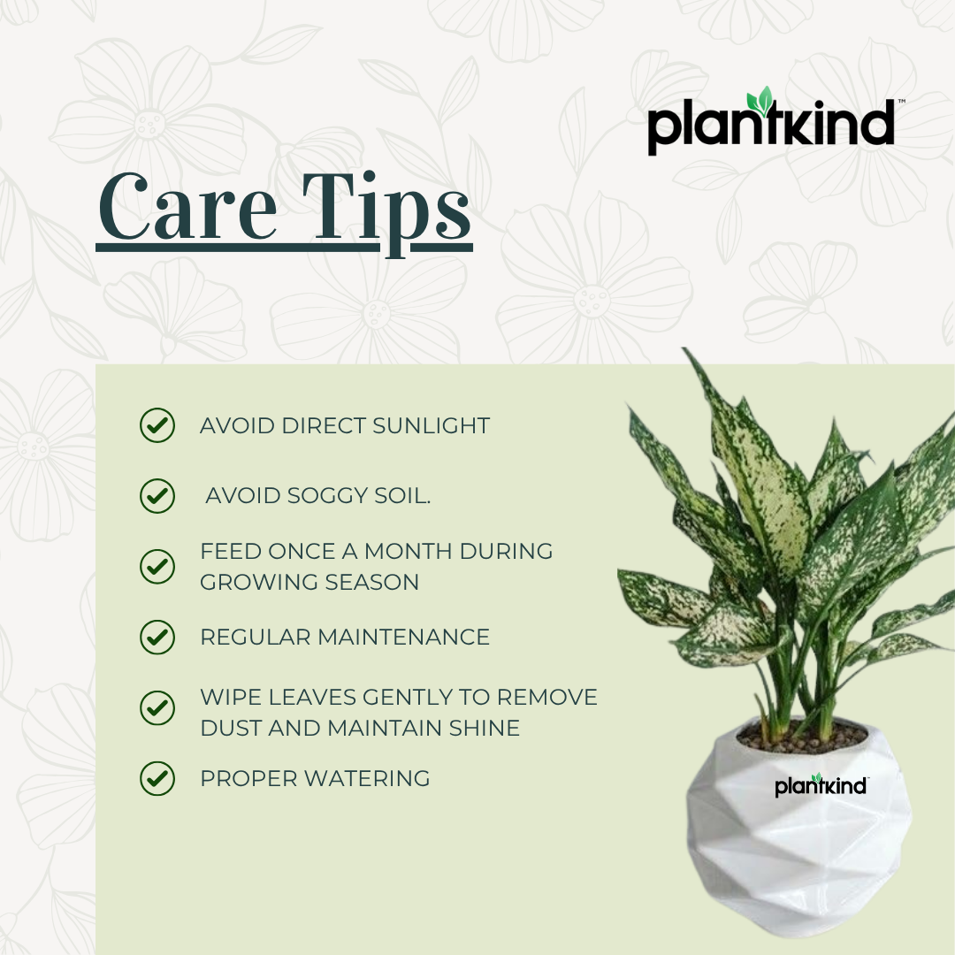 Aglonema Snow White| live Indoor Plant with Pot Pack of 1